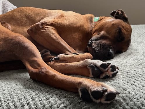 A sleeping dog curled up on a bed. It's a brown Cane Corso mix.
