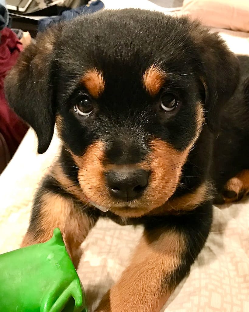 Rottweiler puppy